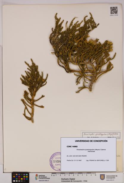 Parastrephia quadrangularis [Espécimen: UDEC:CONC:0143802]