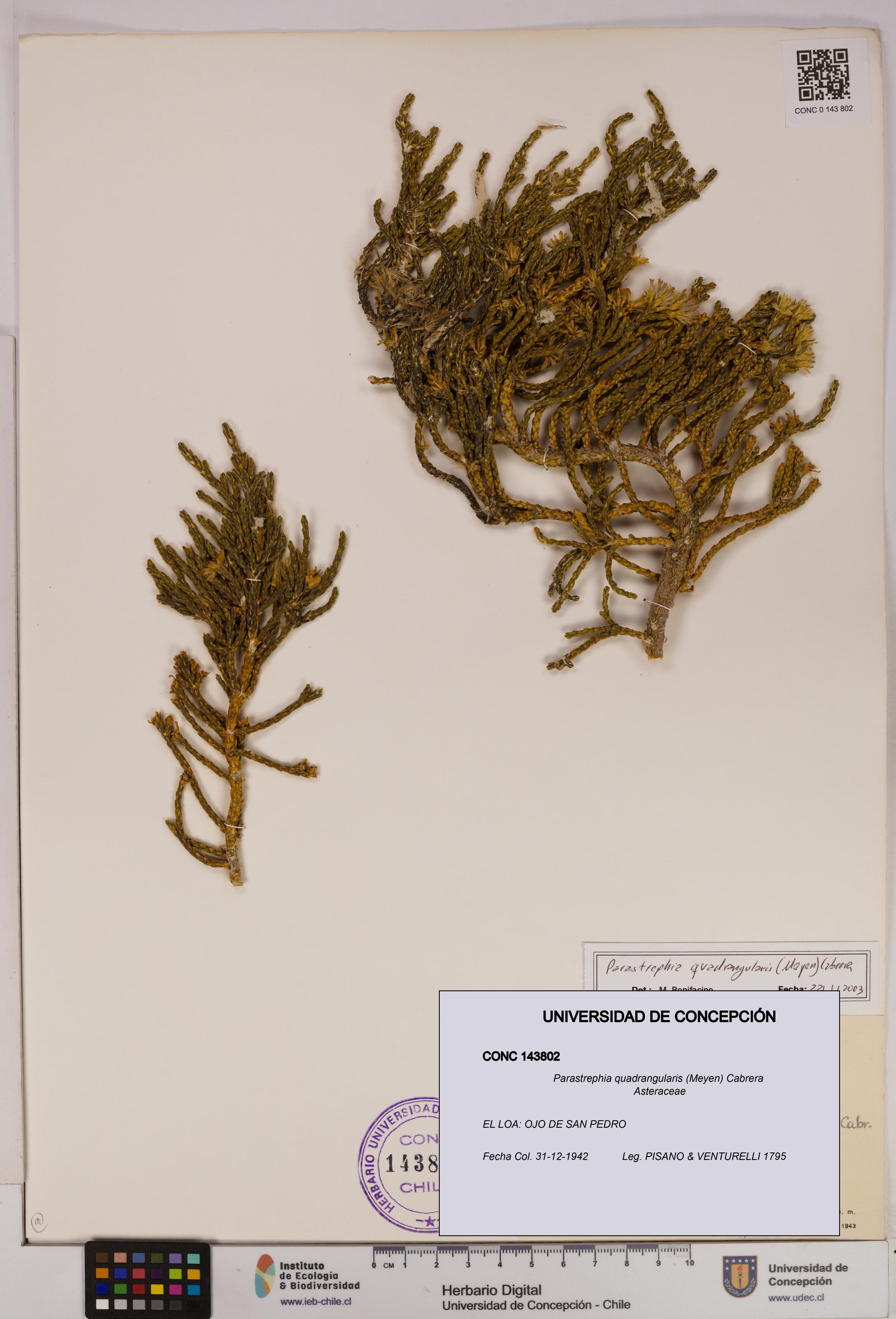 Parastrephia quadrangularis [Espécimen: UDEC:CONC:0143802]
