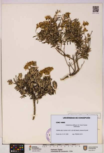 Chiliotrichum diffusum [Espécimen: UDEC:CONC:0143803]