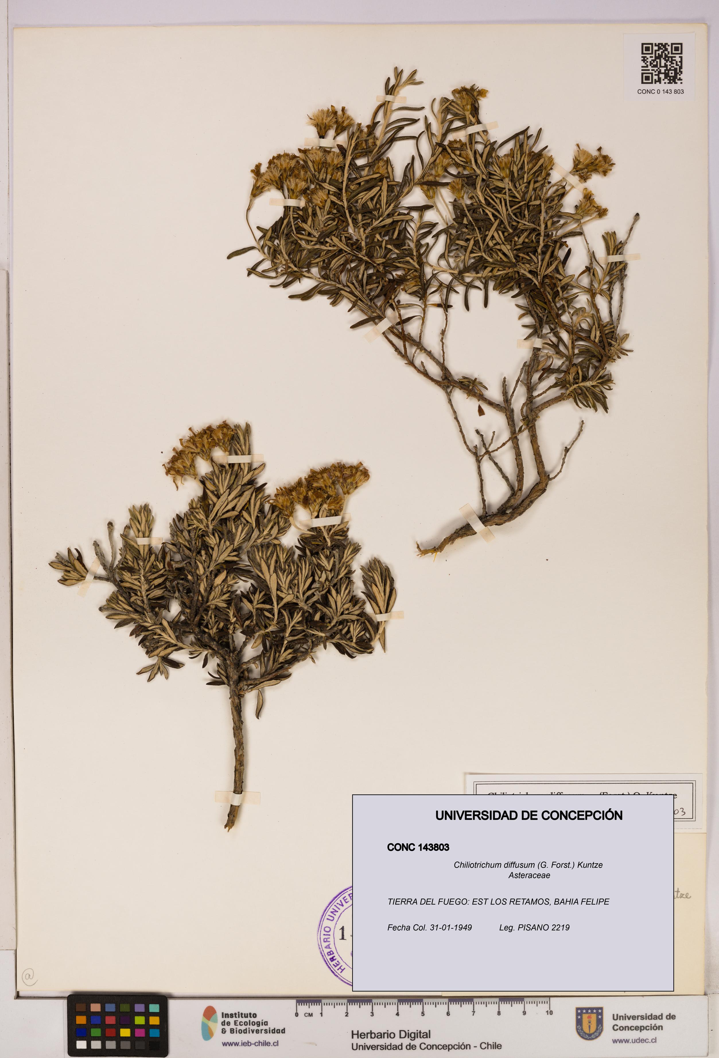 Chiliotrichum diffusum [Espécimen: UDEC:CONC:0143803]