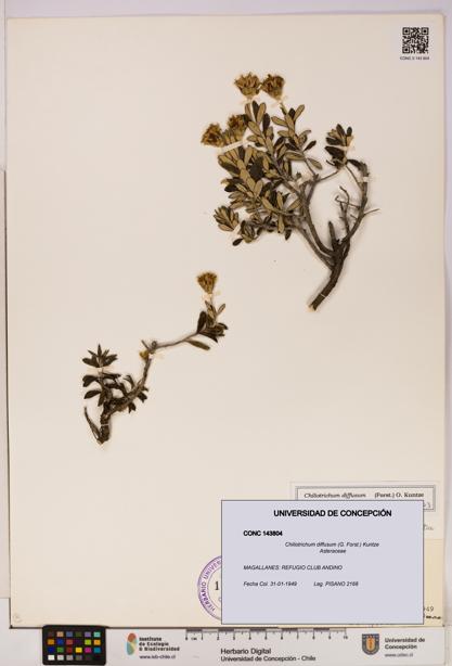 Chiliotrichum diffusum [Espécimen: UDEC:CONC:0143804]