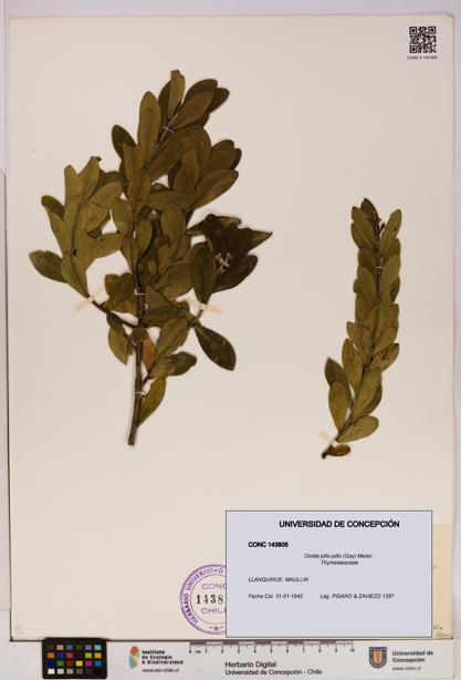 Ovidia pillo-pillo [Espécimen: UDEC:CONC:0143805]