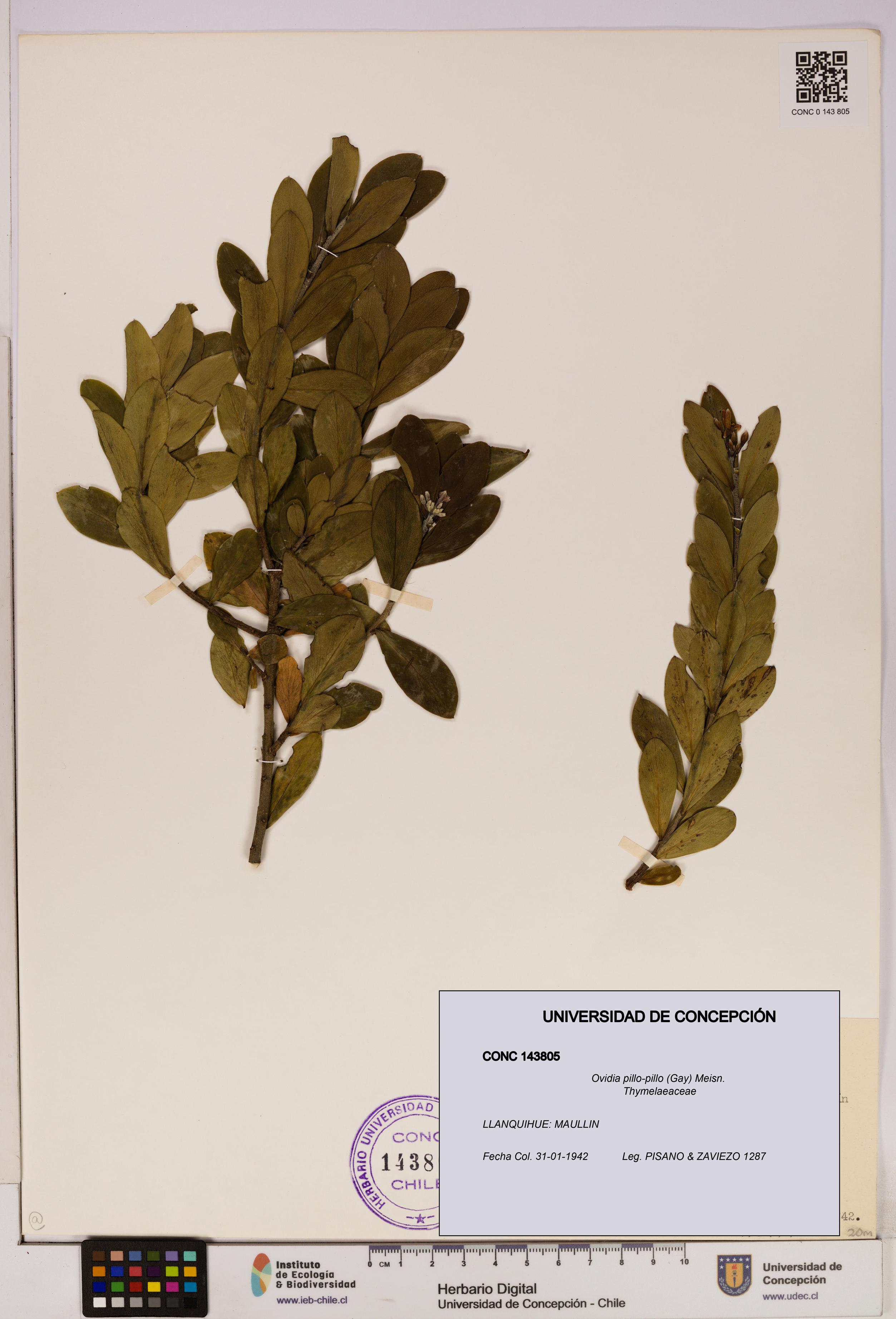 Ovidia pillo-pillo [Espécimen: UDEC:CONC:0143805]