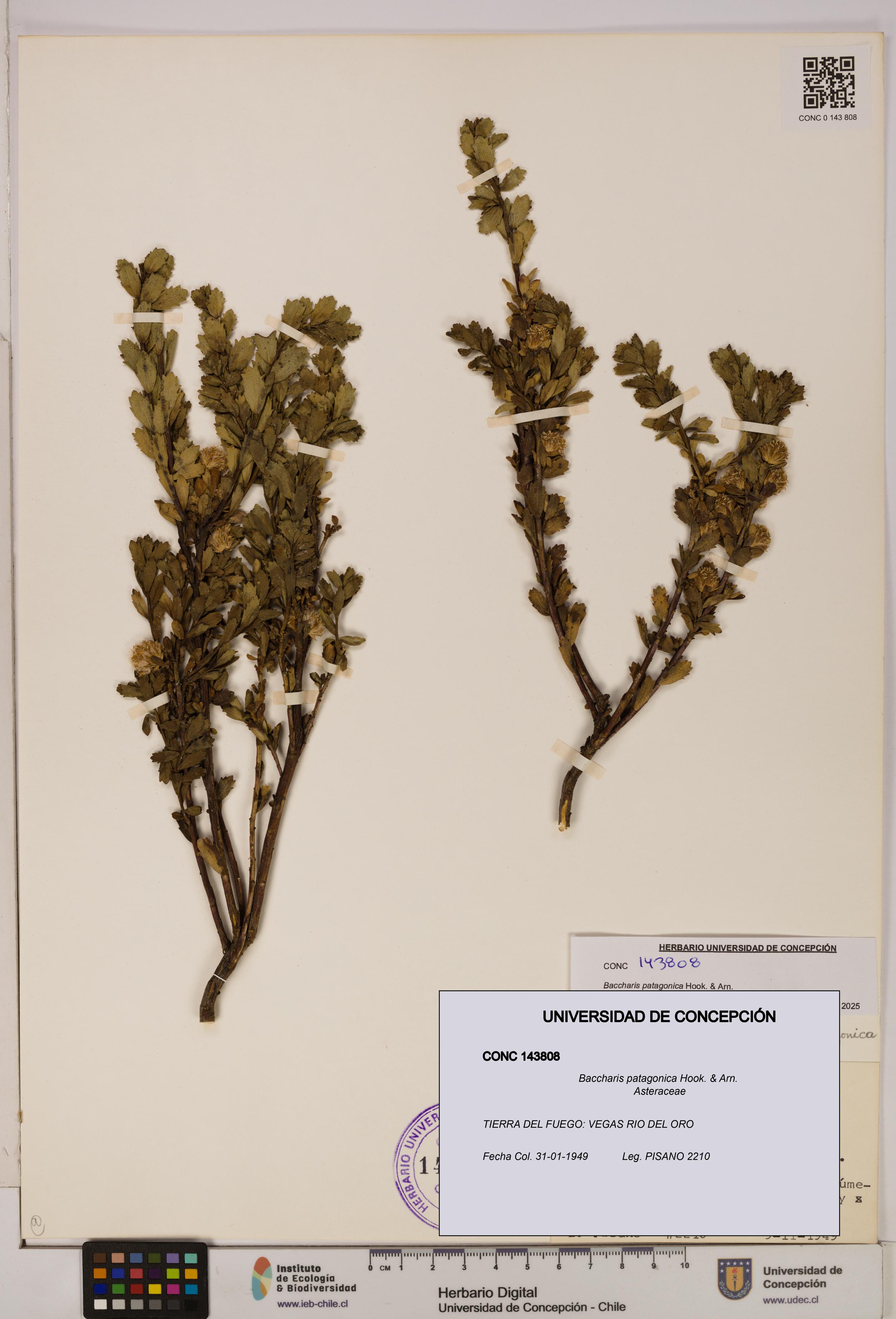 Baccharis patagonica [Espécimen: UDEC:CONC:0143808]
