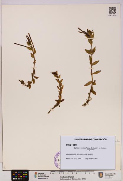 Epilobium australe [Espécimen: UDEC:CONC:0143811]