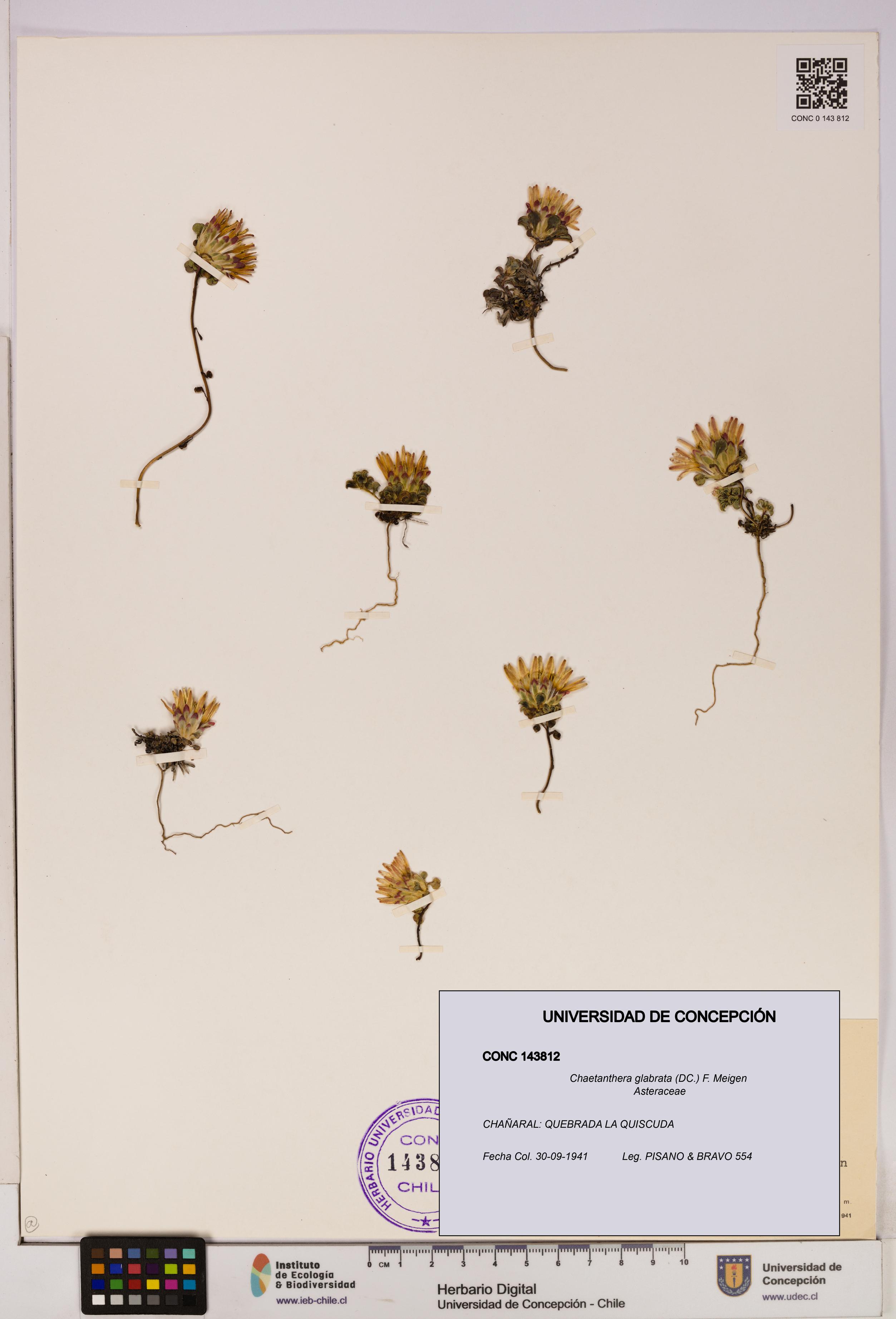 Chaetanthera glabrata [Espécimen: UDEC:CONC:0143812]
