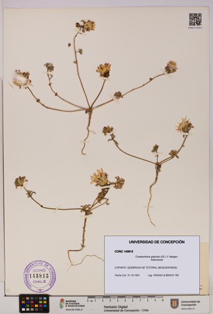 Chaetanthera glabrata [Espécimen: UDEC:CONC:0143813]