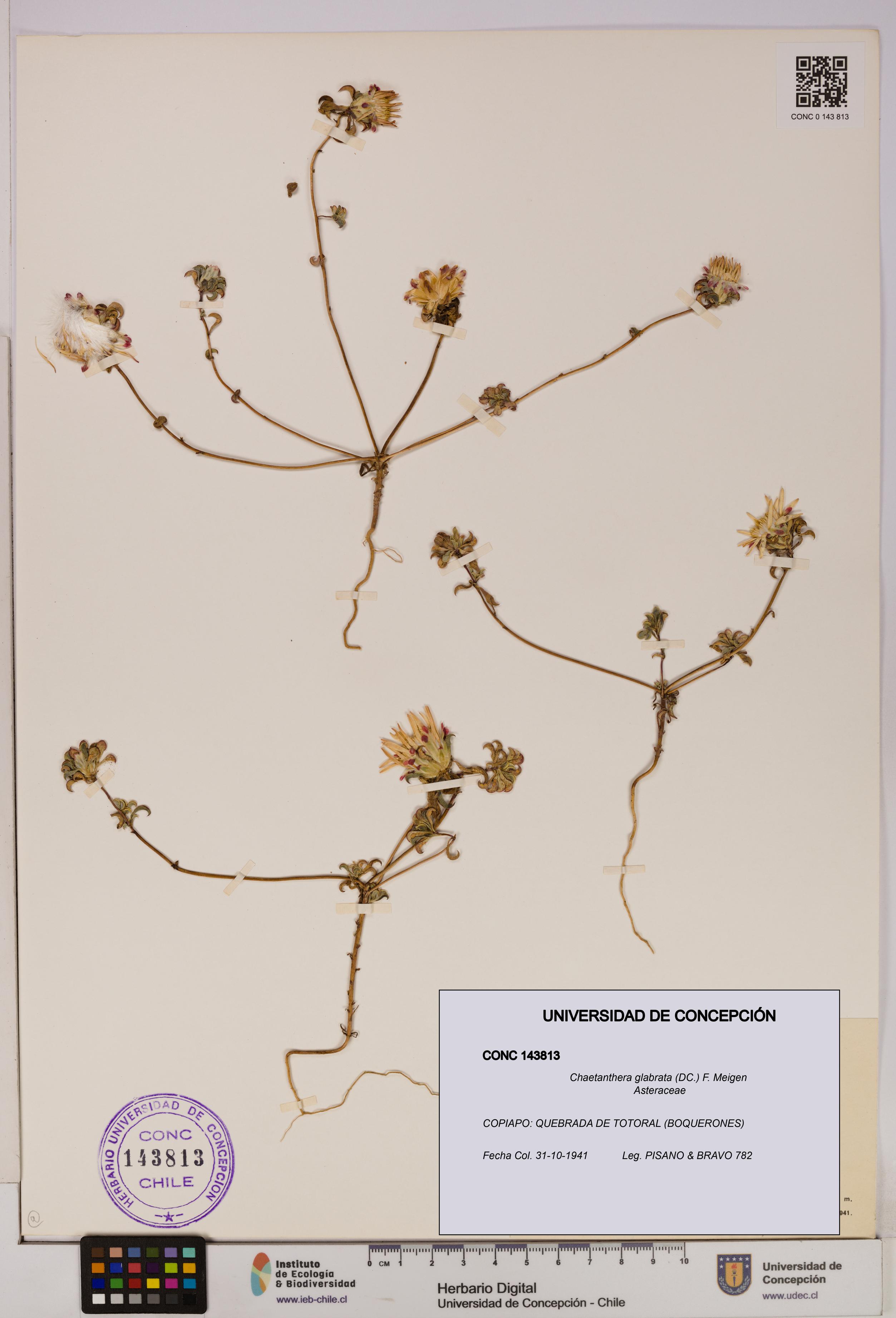 Chaetanthera glabrata [Espécimen: UDEC:CONC:0143813]