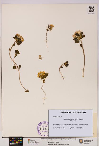 Chaetanthera glabrata [Espécimen: UDEC:CONC:0143814]