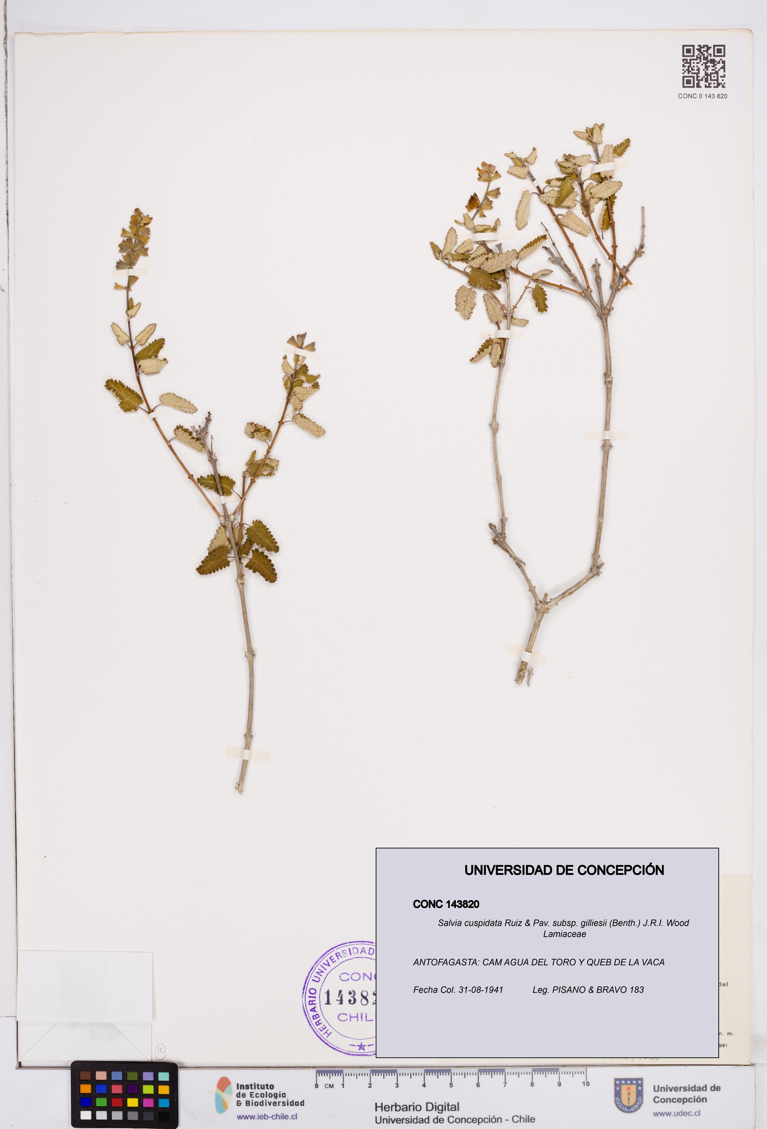 Salvia cuspidata subsp. gilliesii [Espécimen: ]