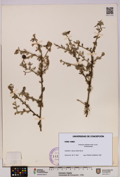 Krameria cistoidea [Espécimen: UDEC:CONC:0143821]