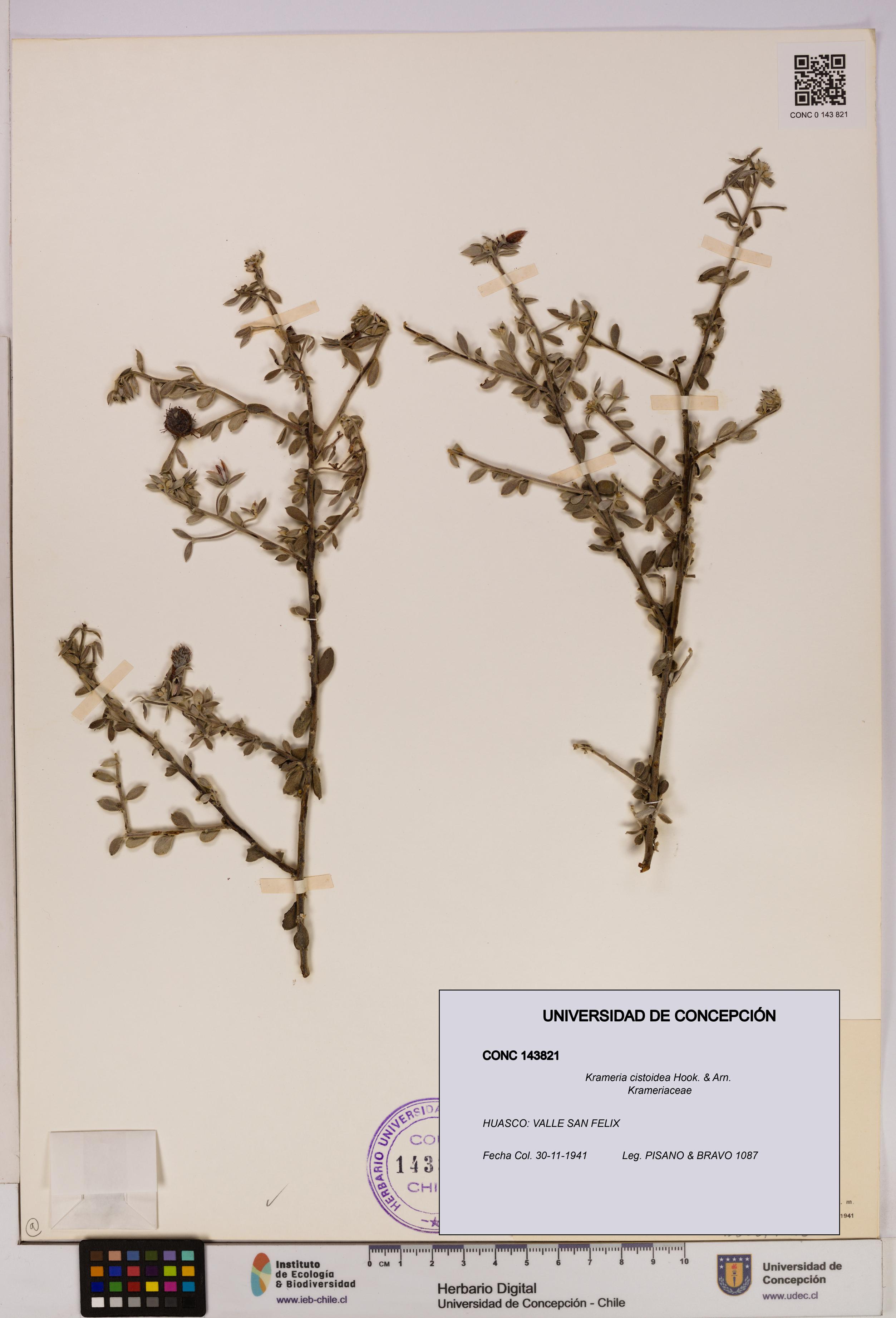 Krameria cistoidea [Espécimen: UDEC:CONC:0143821]