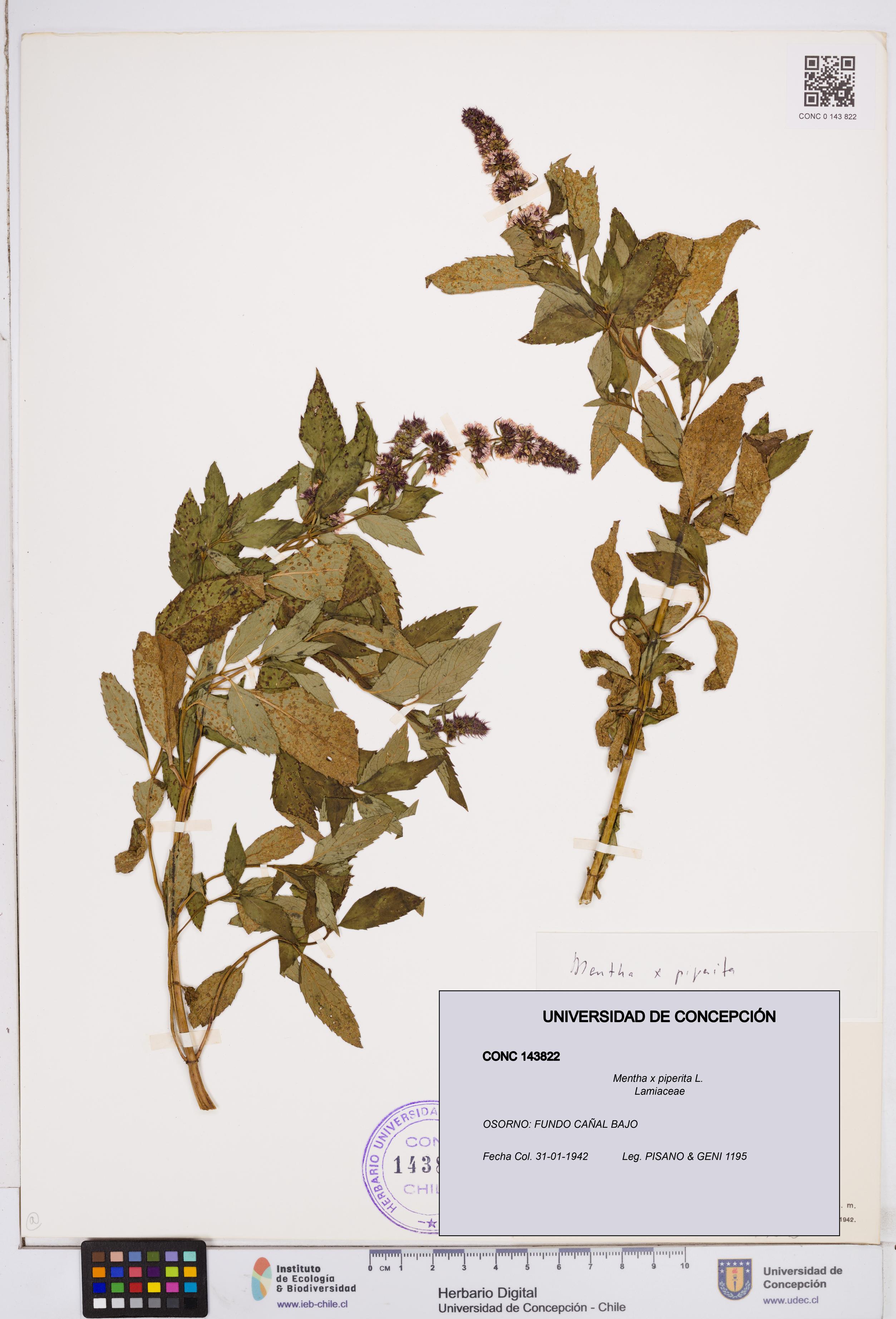 Mentha x piperita [Espécimen: ]