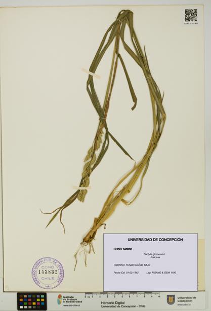 Dactylis glomerata [Espécimen: UDEC:CONC:0143832]