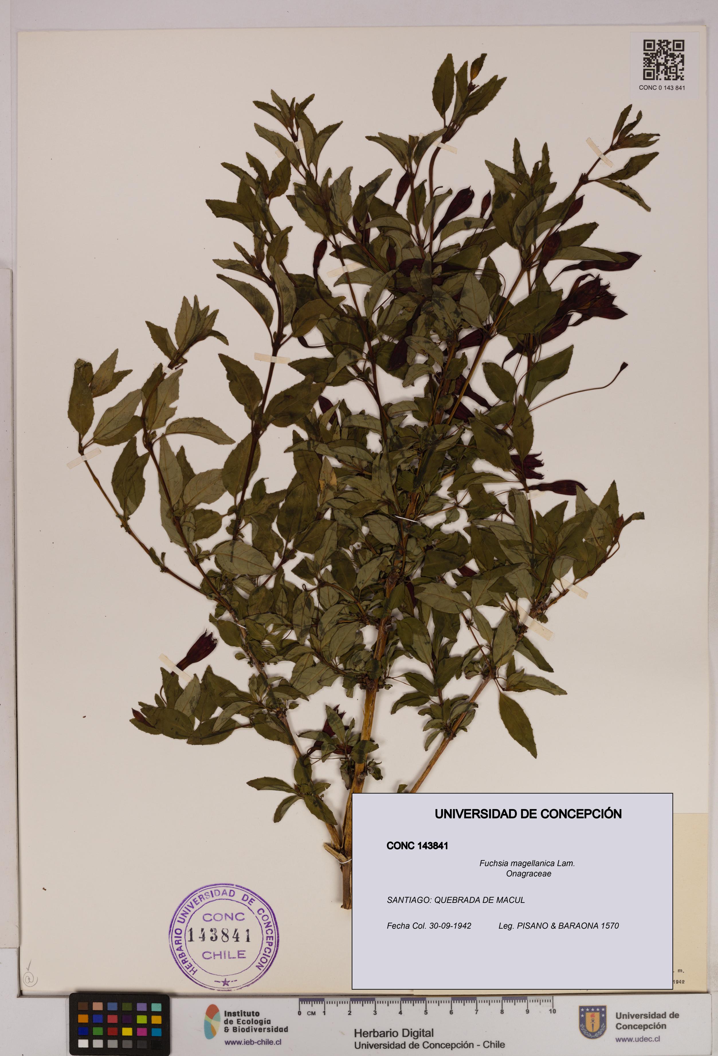 Fuchsia magellanica [Espécimen: UDEC:CONC:0143841]