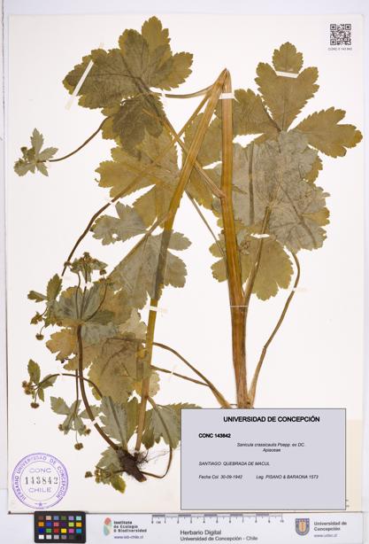 Sanicula crassicaulis [Espécimen: ]