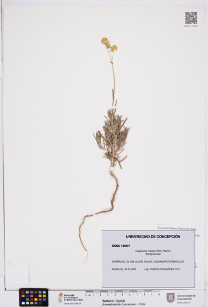 Cryptantha hispida [Espécimen: ]