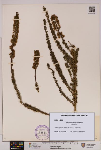 Ophryosporus triangularis [Espécimen: UDEC:CONC:0143858]