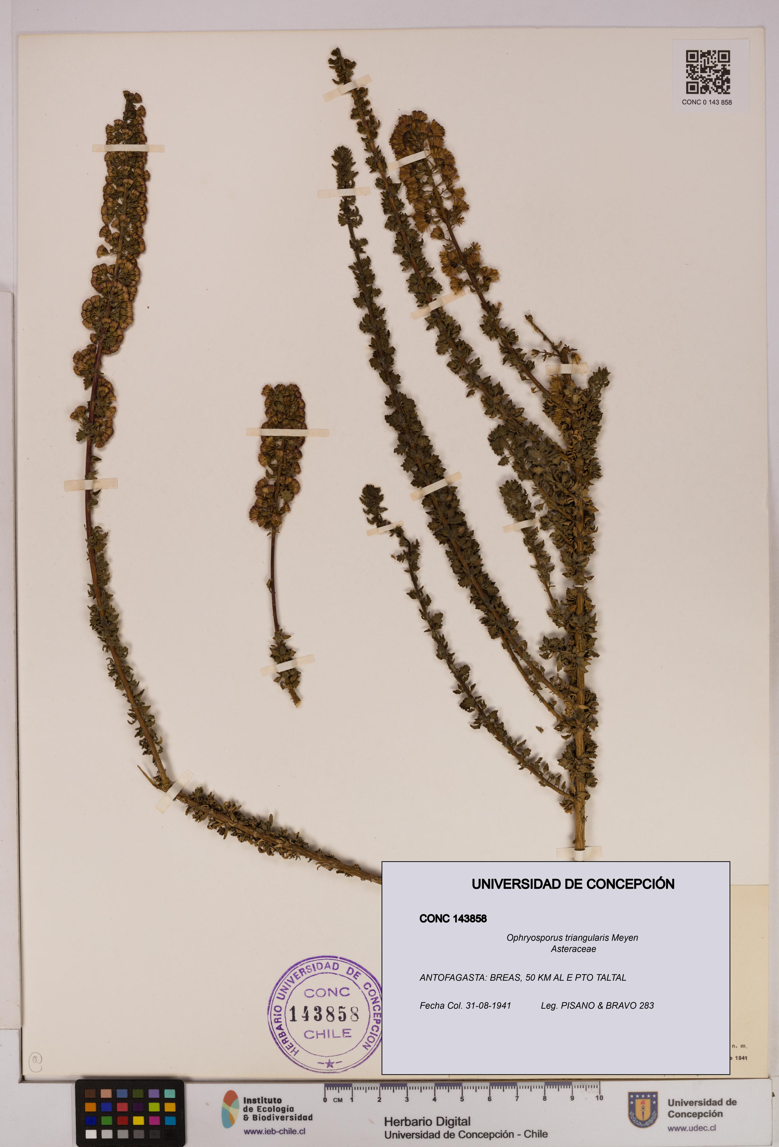 Ophryosporus triangularis [Espécimen: UDEC:CONC:0143858]