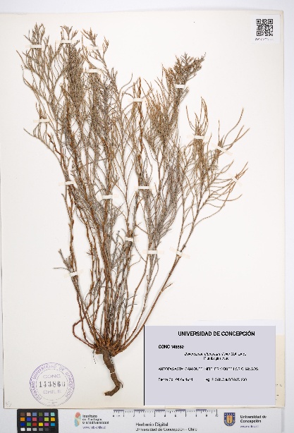 Bakerolimon plumosum [Espécimen: UDEC:CONC:0143860]