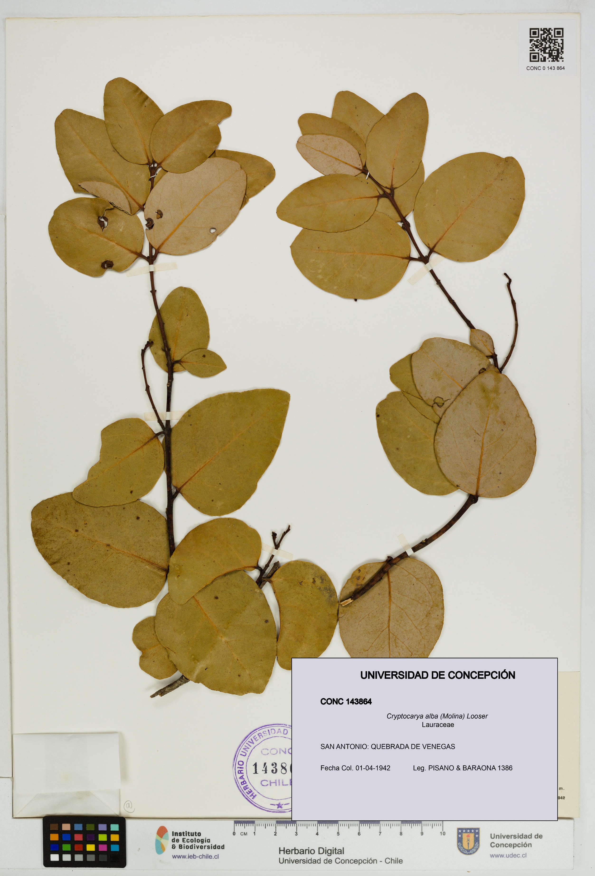 Cryptocarya alba [Espécimen: UDEC:CONC:0143864]
