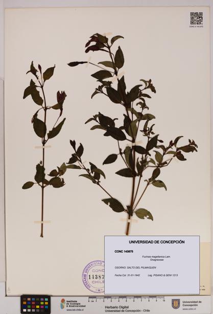 Fuchsia magellanica [Espécimen: UDEC:CONC:0143875]