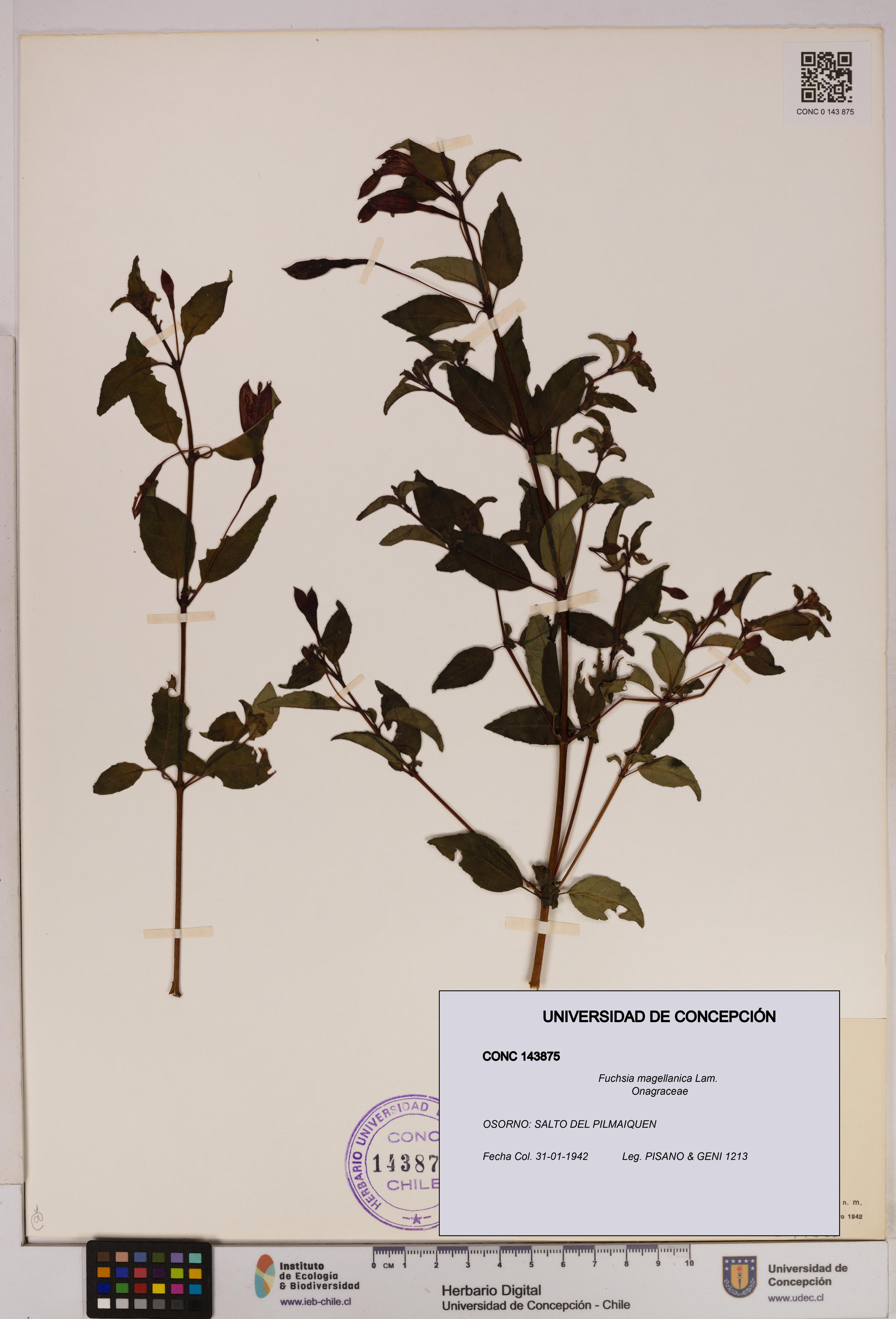 Fuchsia magellanica [Espécimen: UDEC:CONC:0143875]