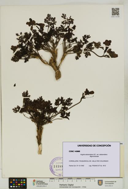 Argylia adscendens [Espécimen: UDEC:CONC:0143885]