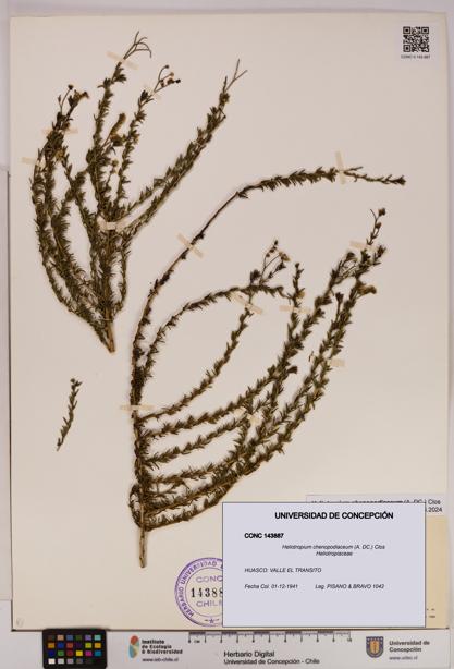 Heliotropium chenopodiaceum [Espécimen: UDEC:CONC:0143887]