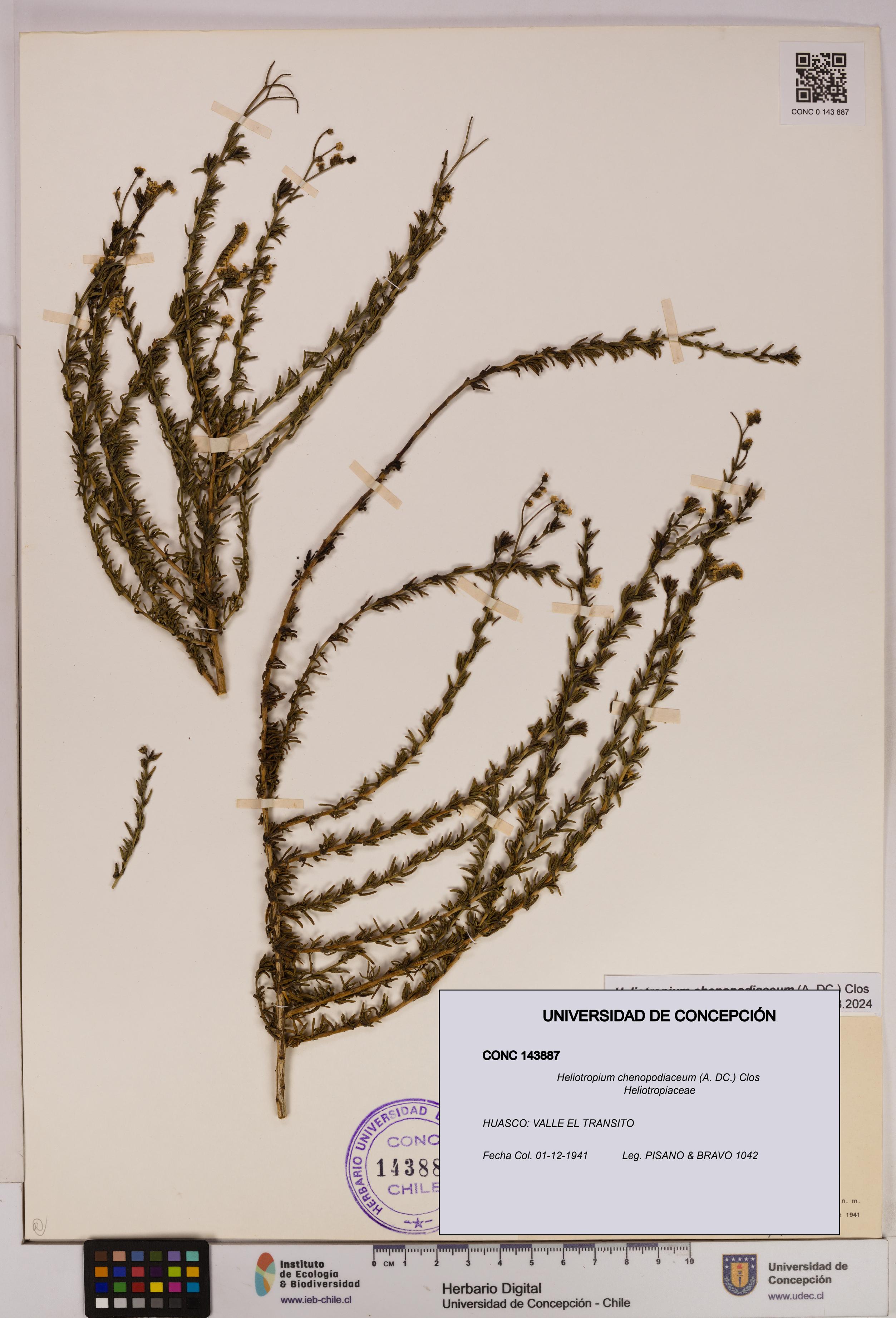 Heliotropium chenopodiaceum [Espécimen: UDEC:CONC:0143887]
