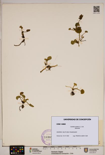 Centella asiatica [Espécimen: ]