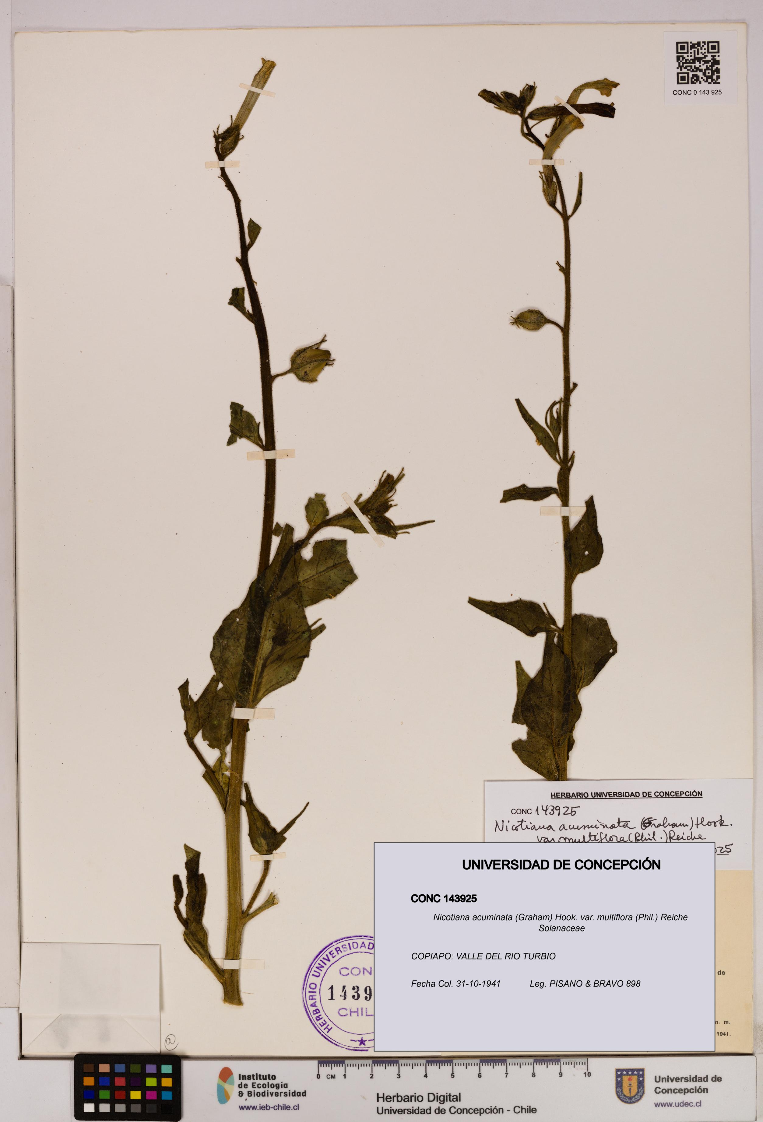 Nicotiana acuminata [Espécimen: UDEC:CONC:0143925]