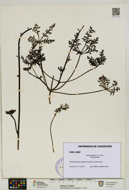 Argylia radiata [Espécimen: UDEC:CONC:0143927]