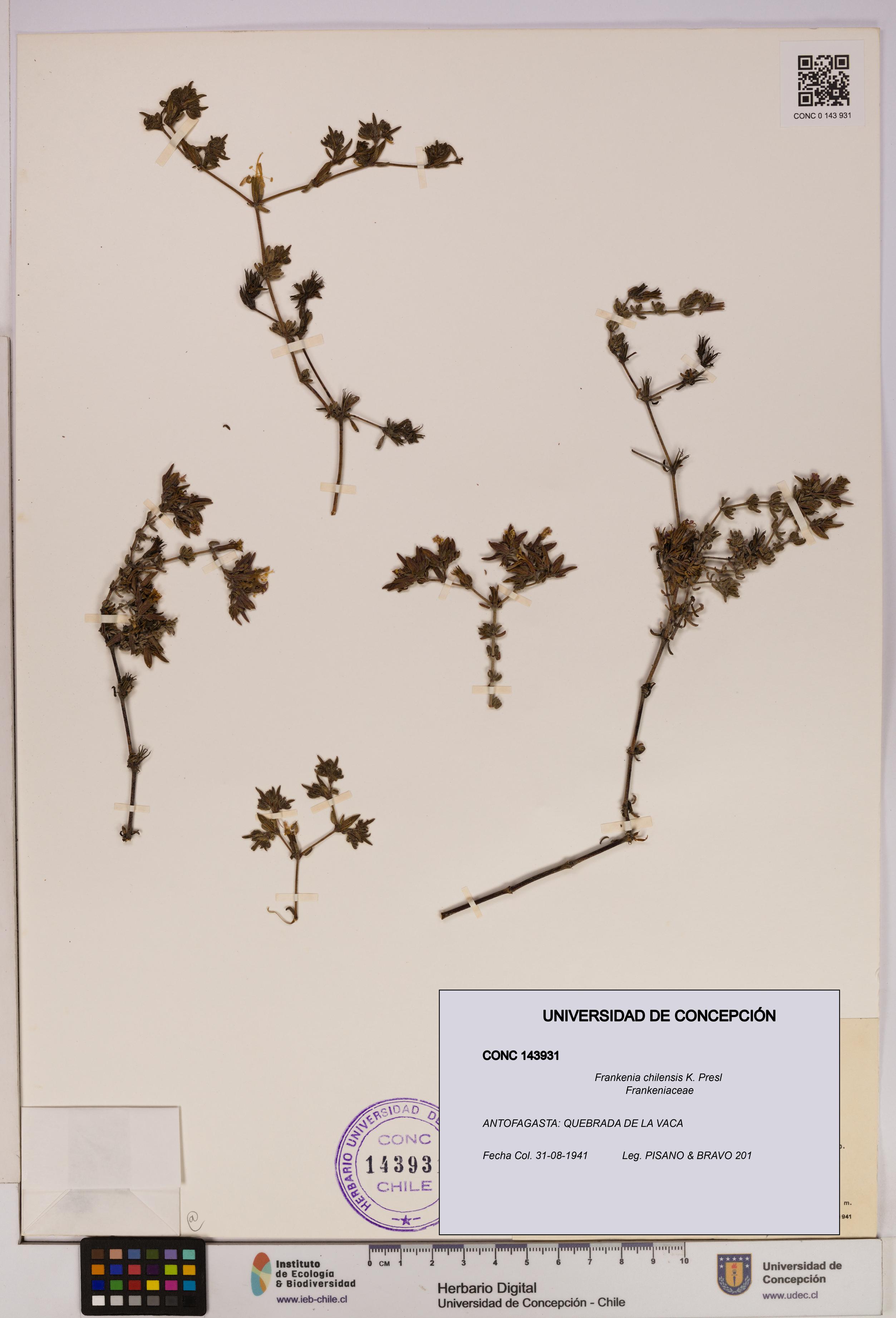 Frankenia chilensis [Espécimen: UDEC:CONC:0143931]