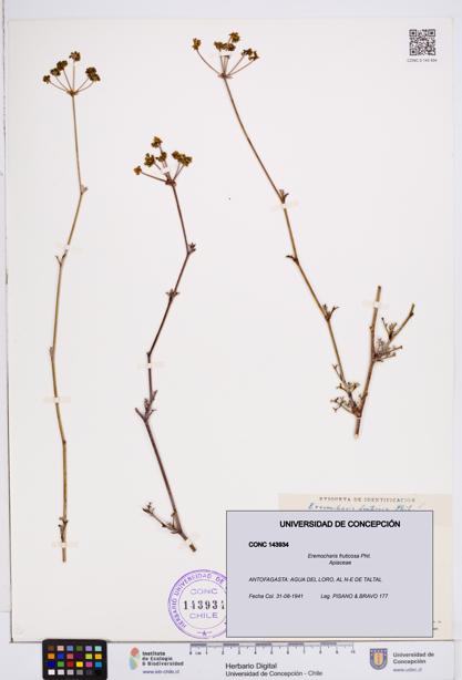 Eremocharis fruticosa [Espécimen: ]
