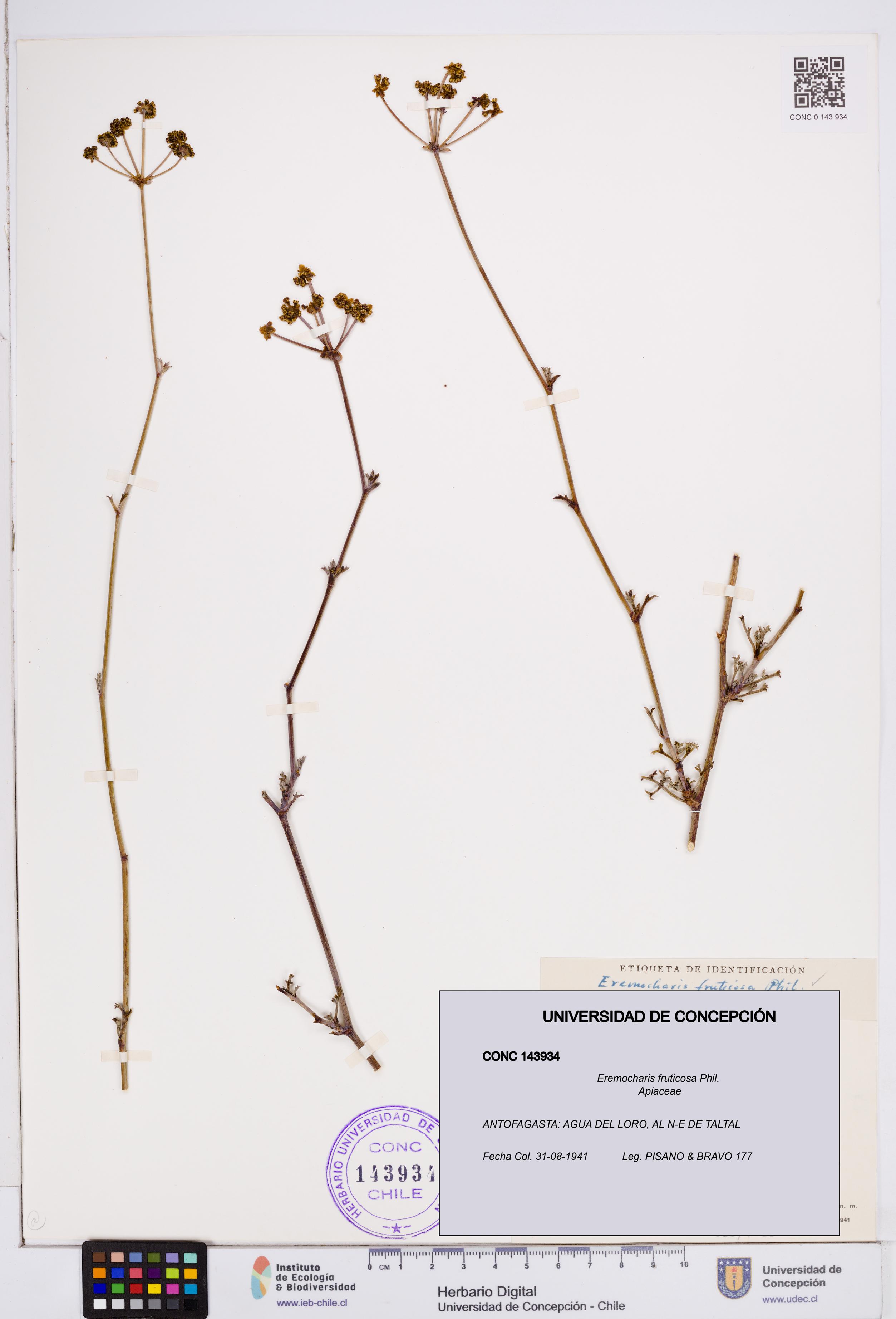 Eremocharis fruticosa [Espécimen: ]