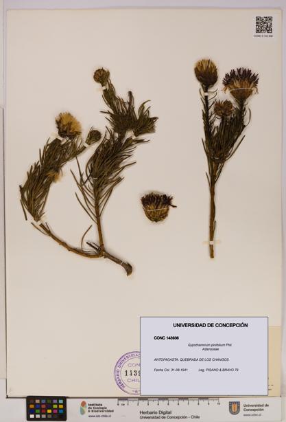 Gypothamnium pinifolium [Espécimen: UDEC:CONC:0143936]