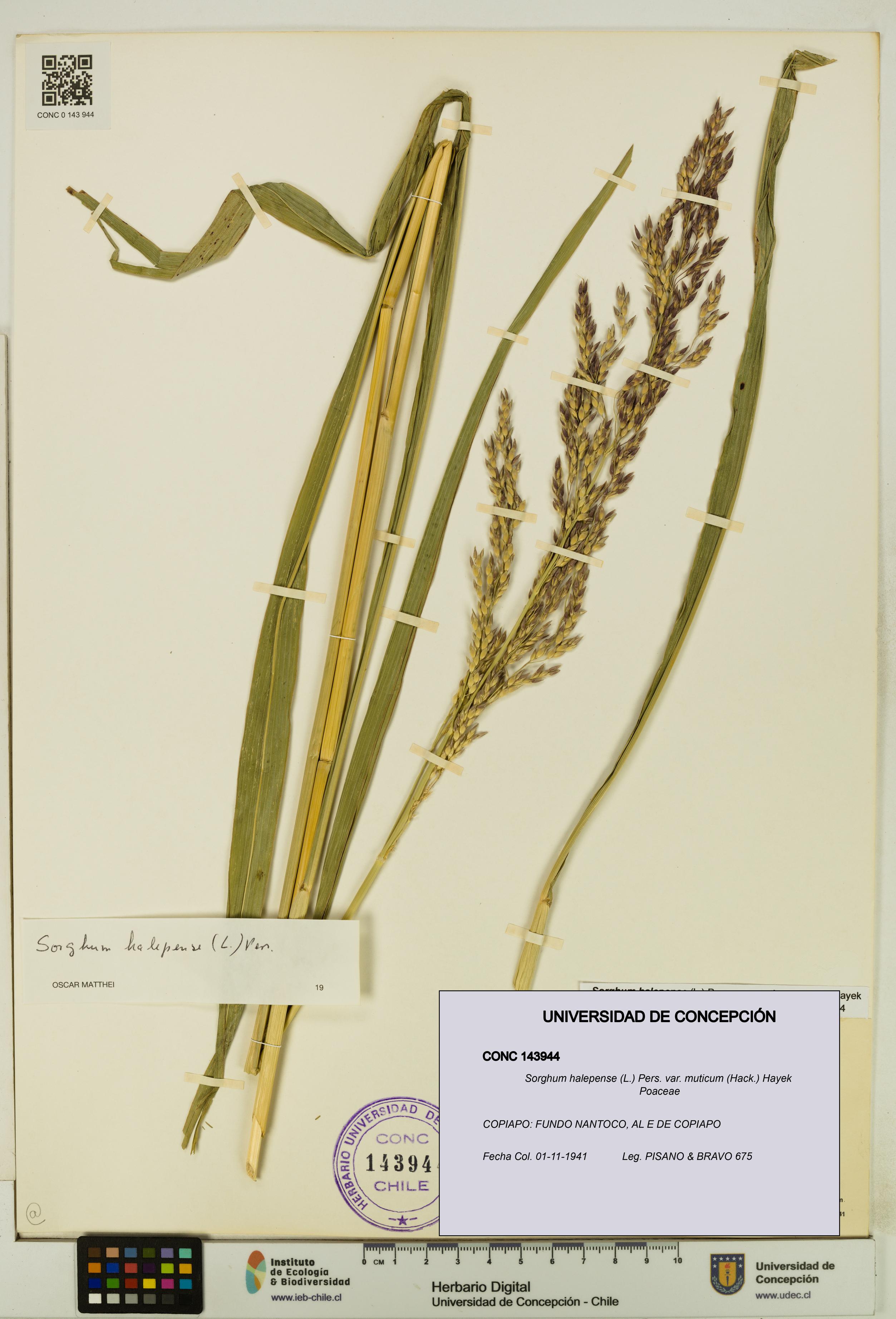Sorghum halepense var. muticum [Espécimen: UDEC:CONC:0143944]