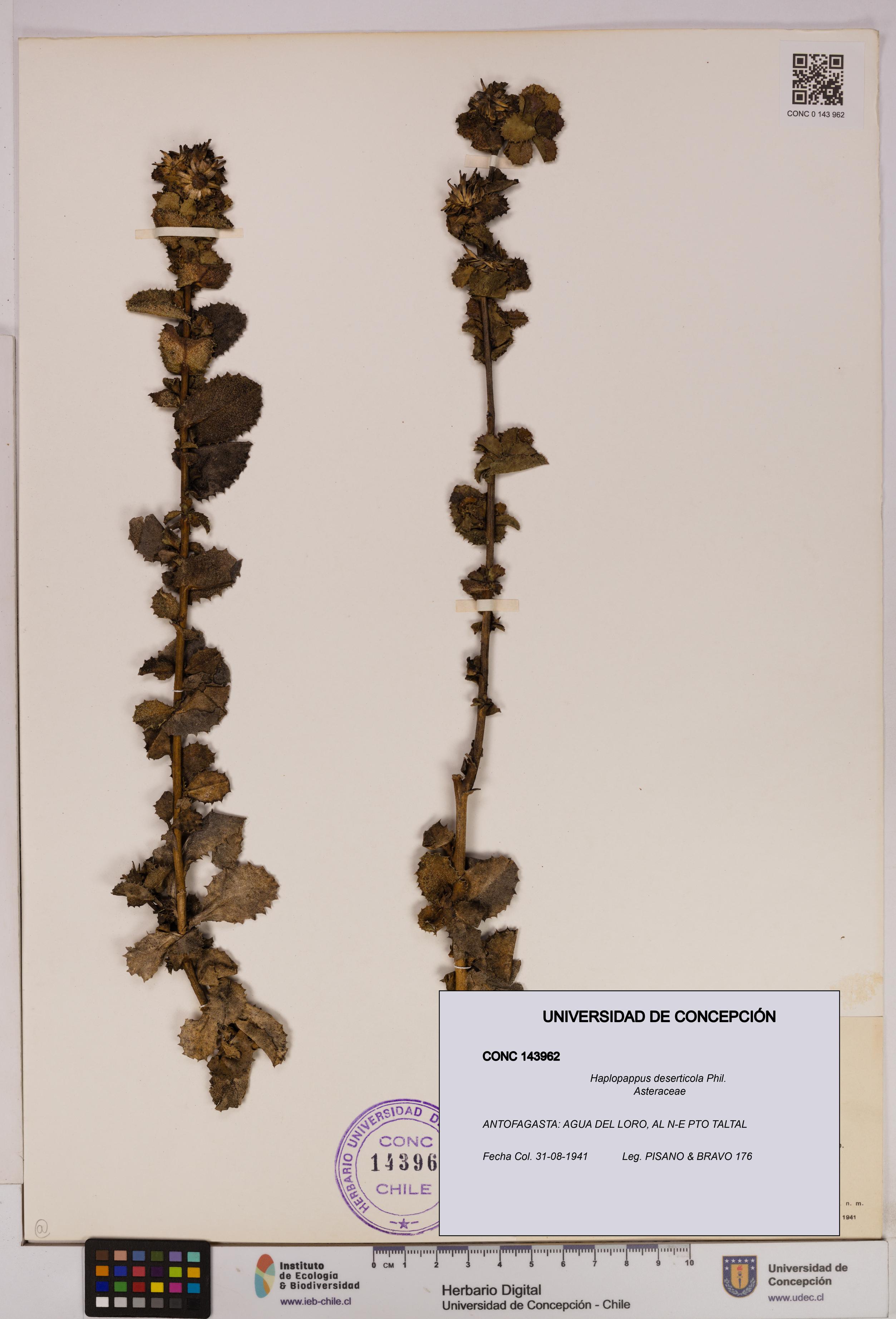 Haplopappus deserticola [Espécimen: UDEC:CONC:0143962]