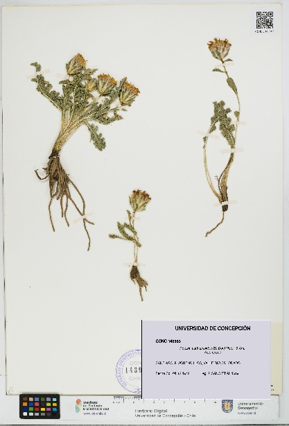 Perezia carthamoides [Espécimen: UDEC:CONC:0143963]