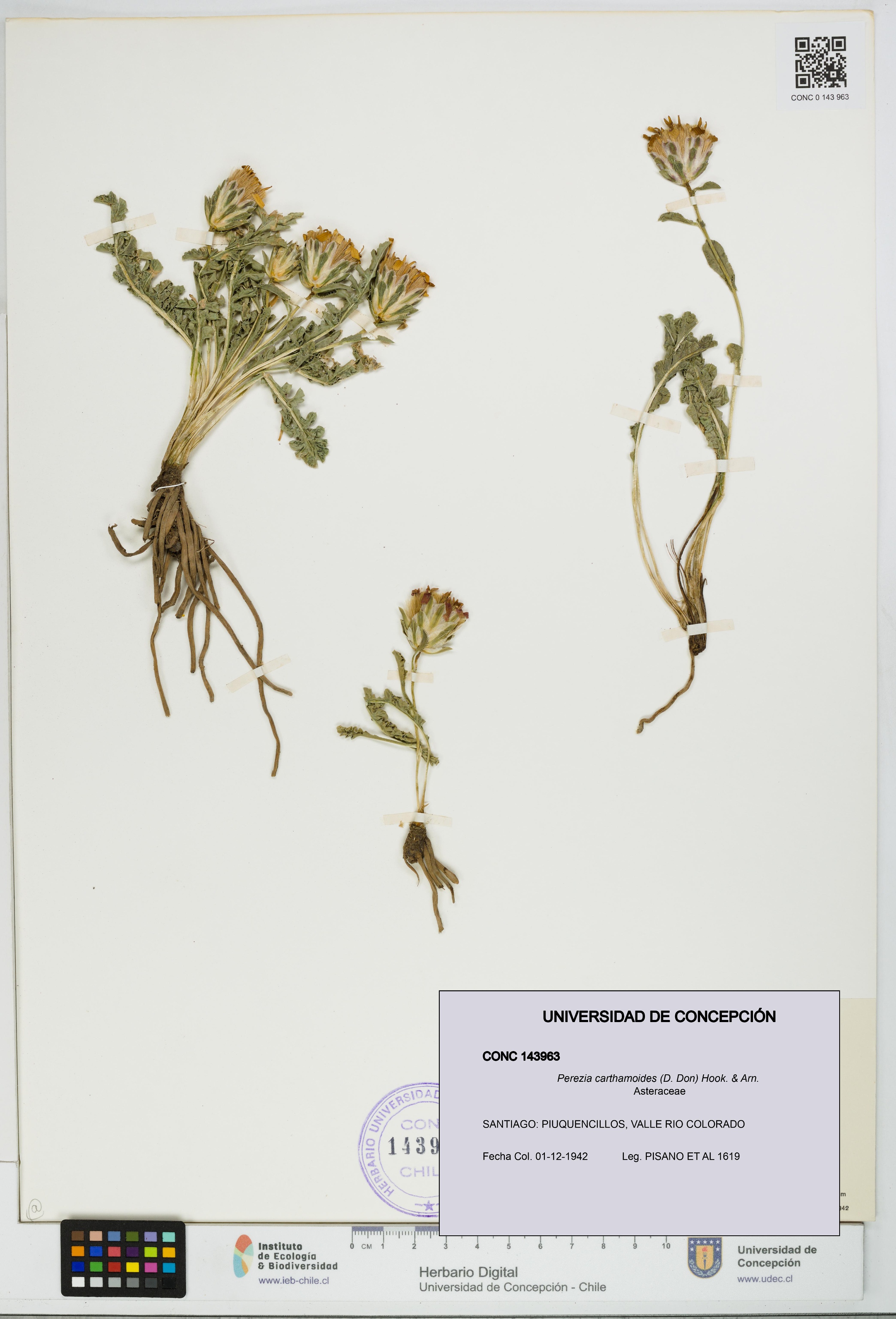 Perezia carthamoides [Espécimen: UDEC:CONC:0143963]