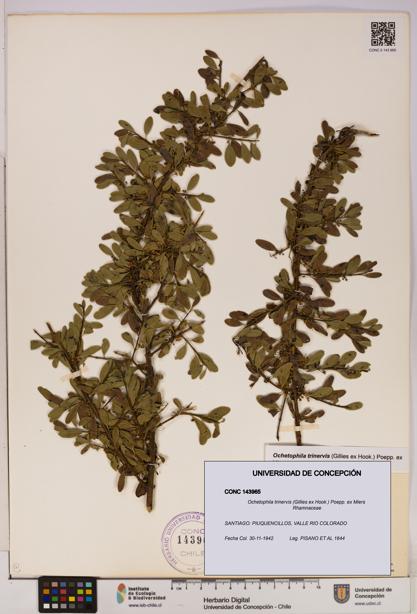 Ochetophila trinervis [Espécimen: UDEC:CONC:0143965]