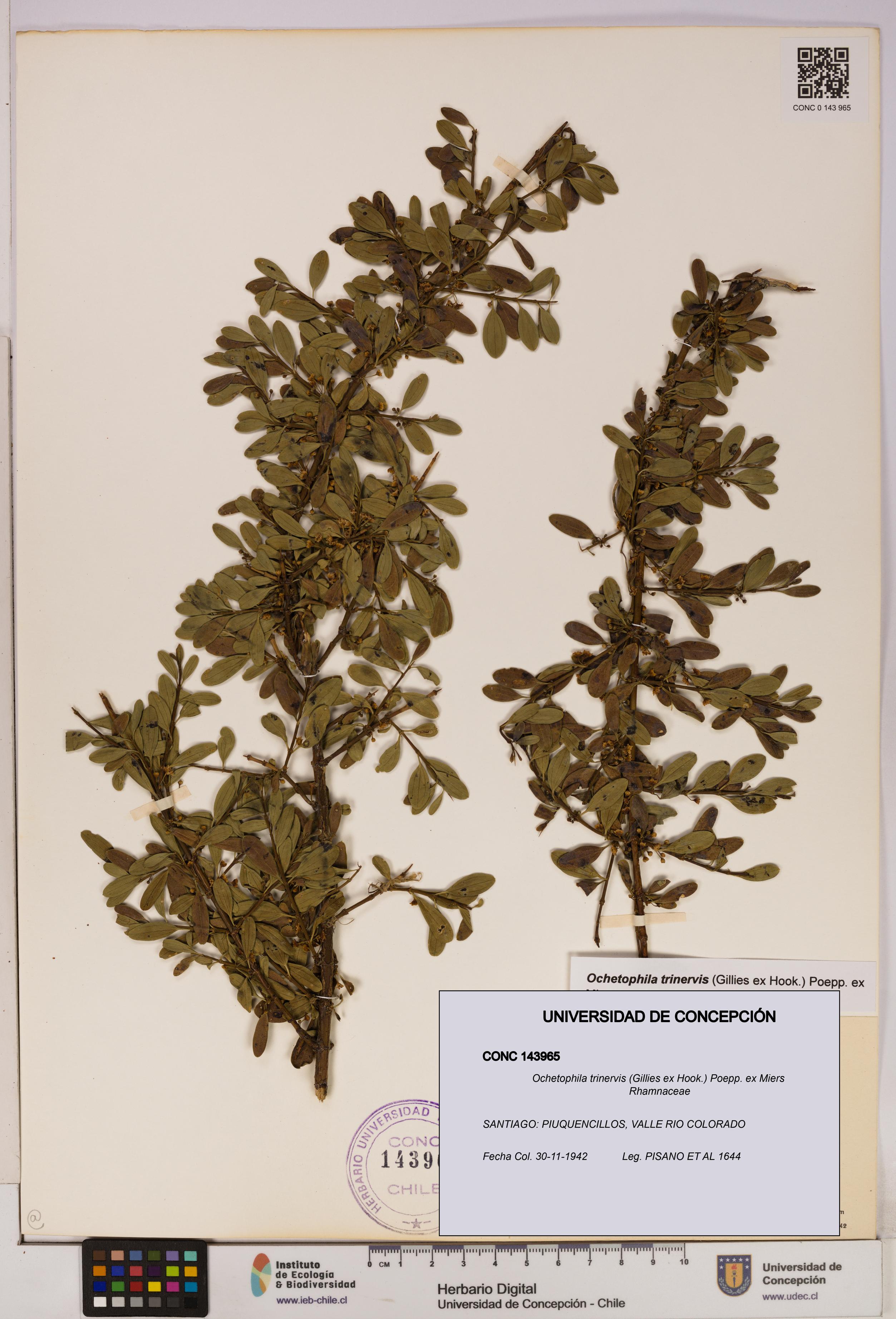 Ochetophila trinervis [Espécimen: UDEC:CONC:0143965]