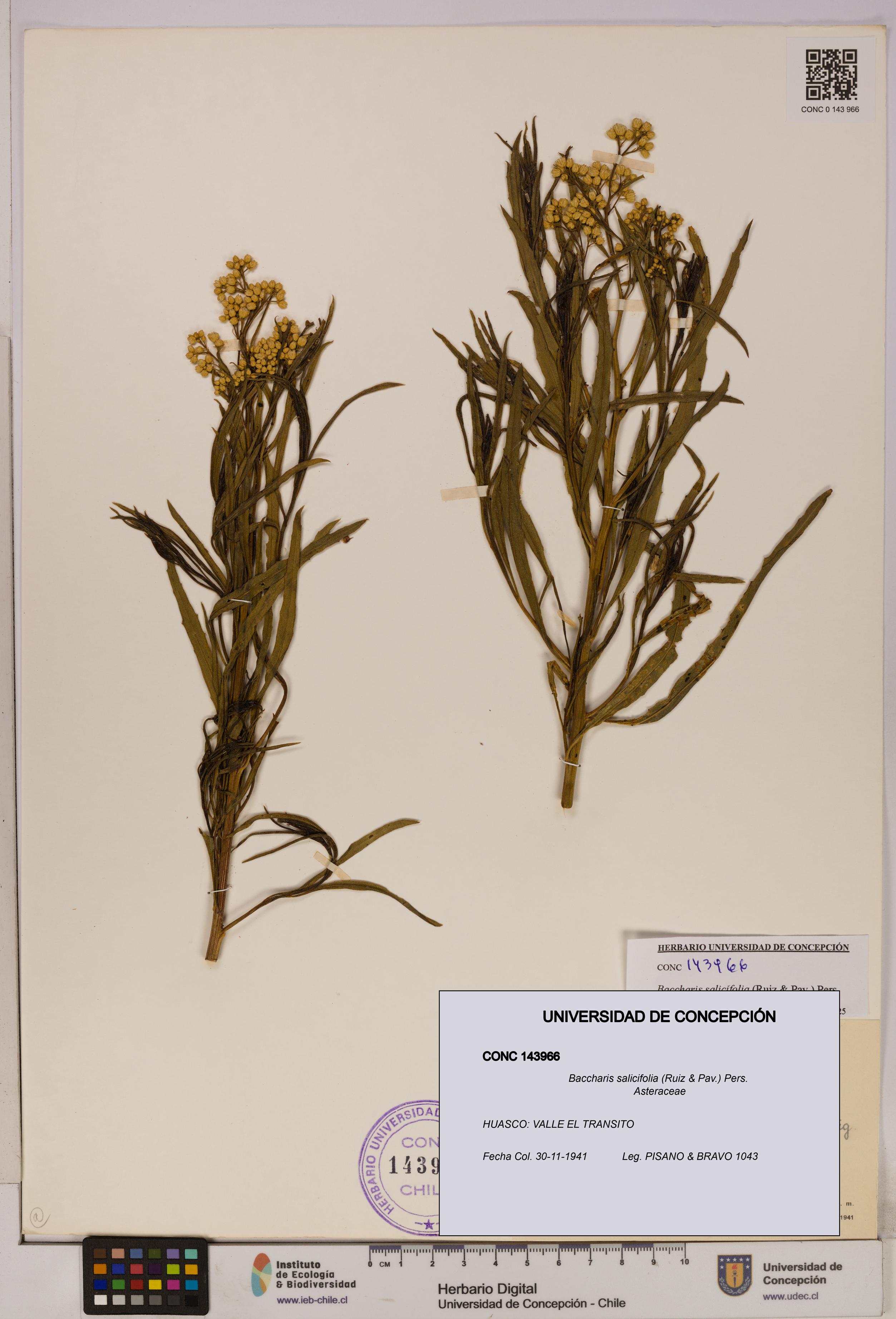 Baccharis salicifolia [Espécimen: UDEC:CONC:0143966]
