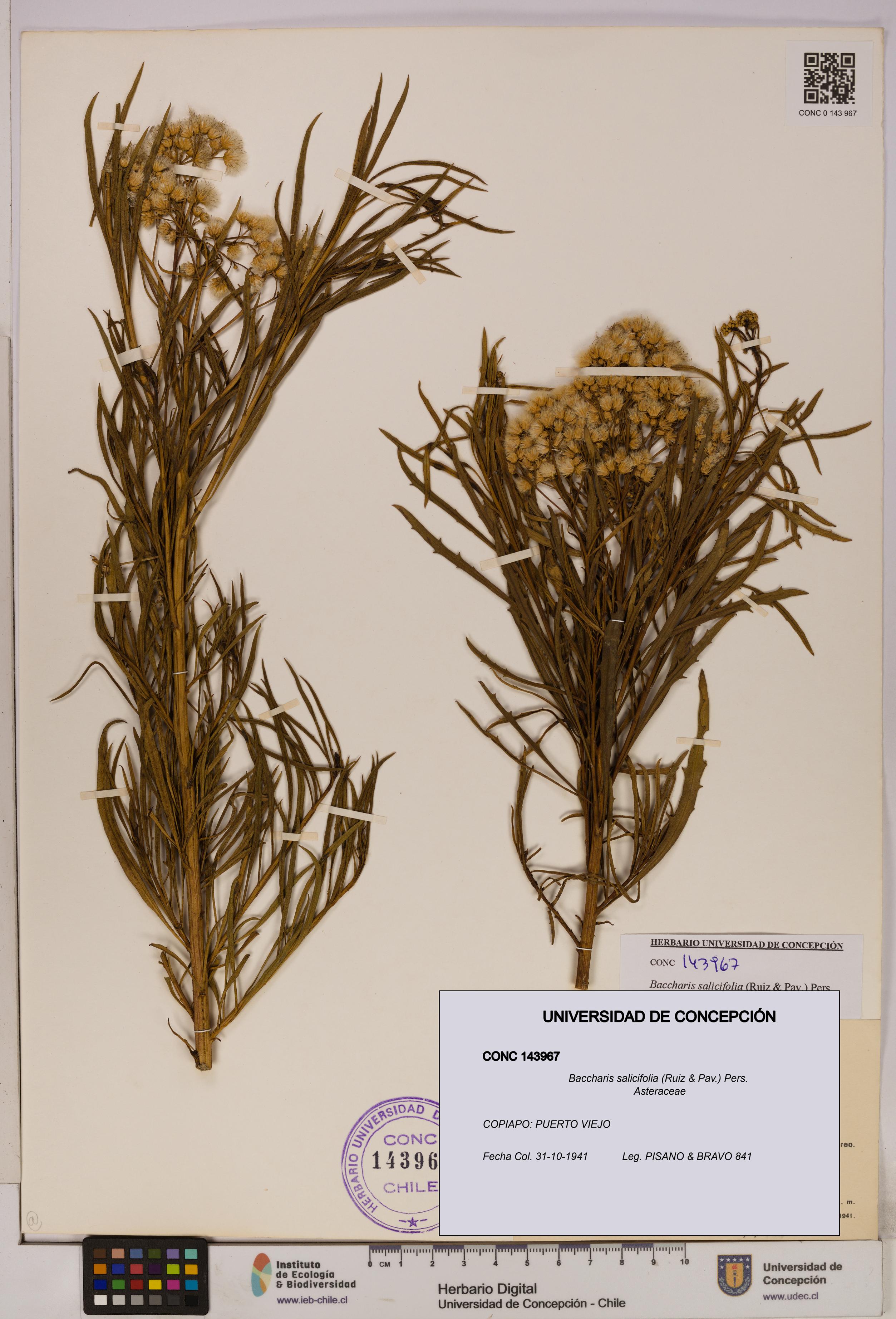 Baccharis salicifolia [Espécimen: UDEC:CONC:0143967]