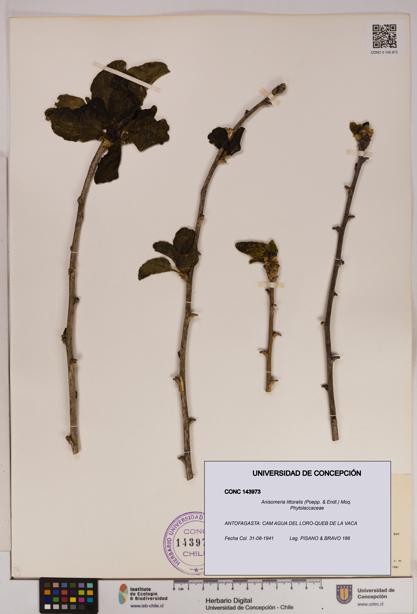 Anisomeria littoralis [Espécimen: UDEC:CONC:0143973]