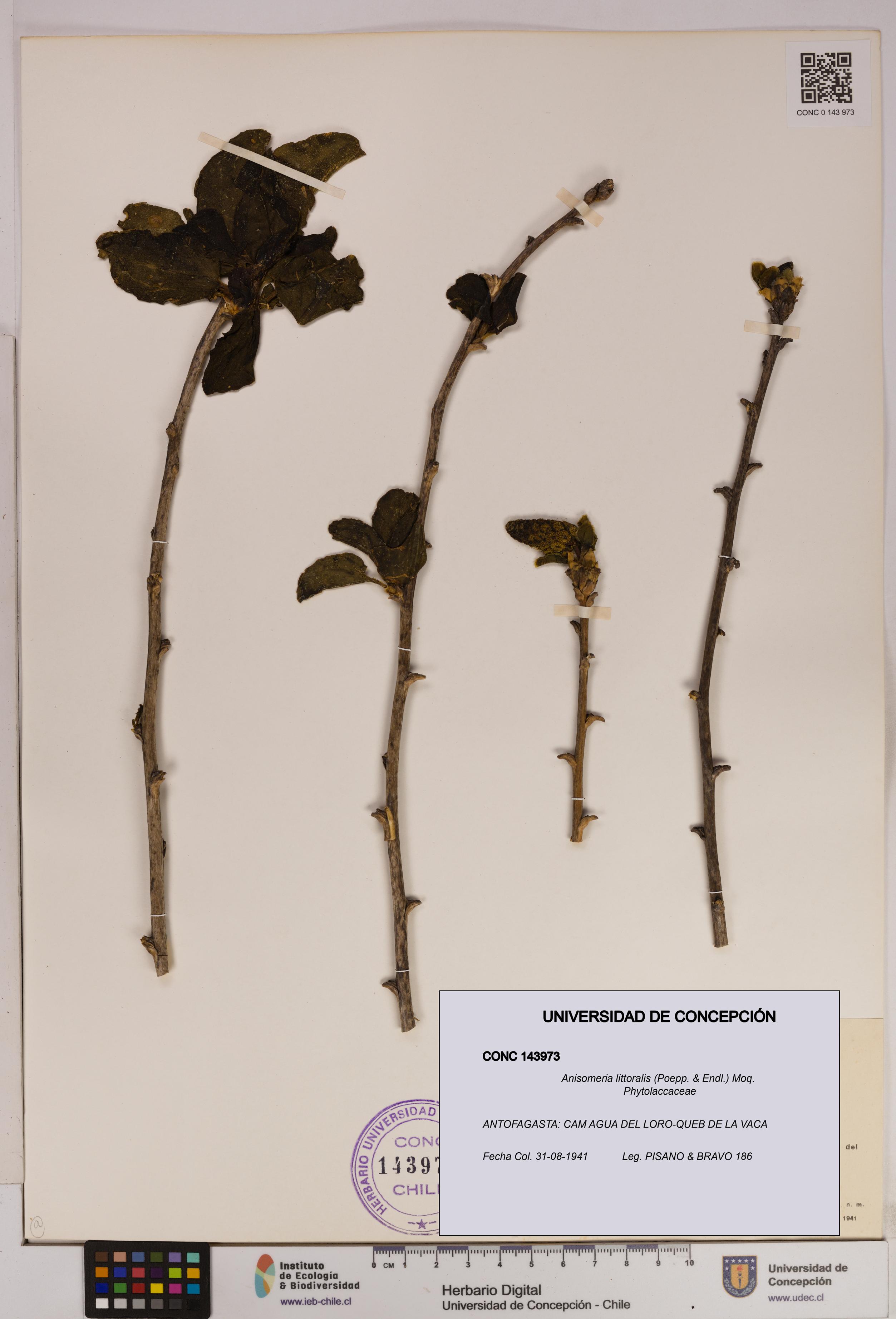 Anisomeria littoralis [Espécimen: UDEC:CONC:0143973]