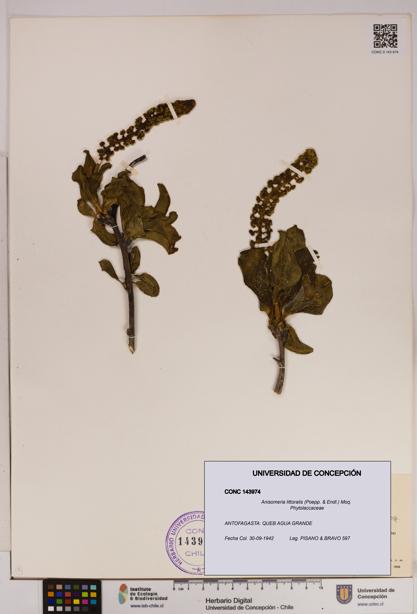 Anisomeria littoralis [Espécimen: UDEC:CONC:0143974]