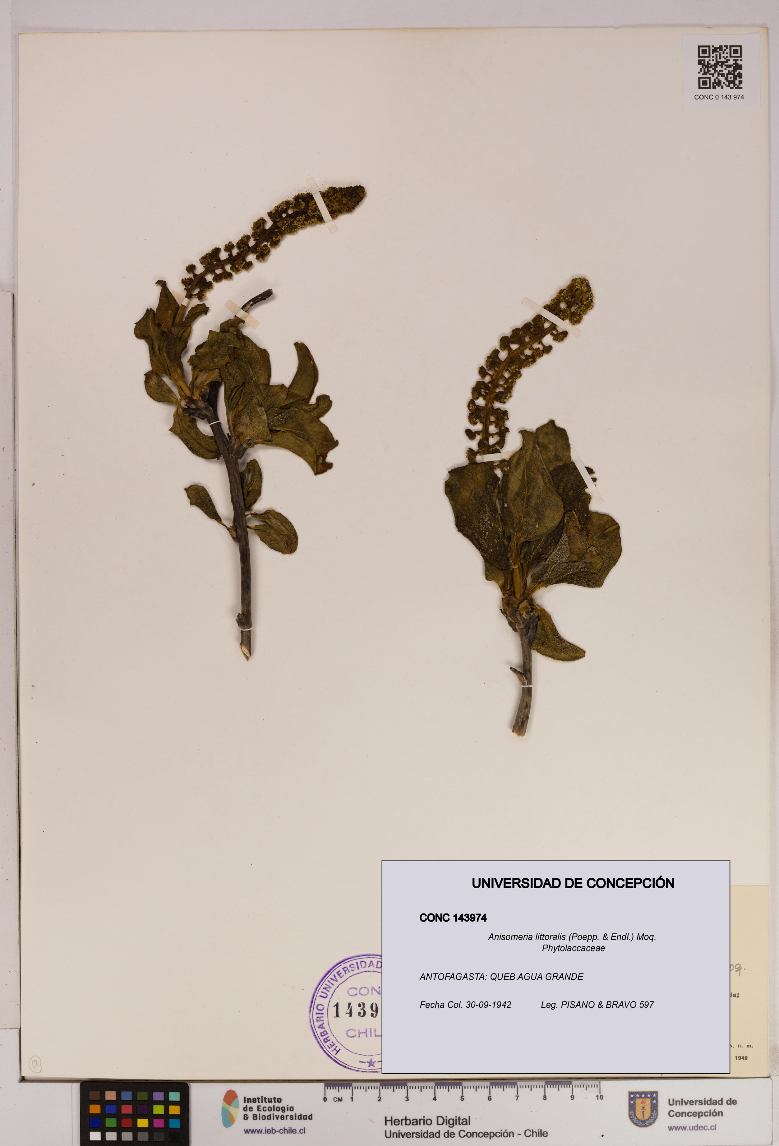Anisomeria littoralis [Espécimen: UDEC:CONC:0143974]