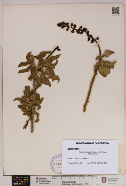Anisomeria littoralis [Espécimen: UDEC:CONC:0143975]